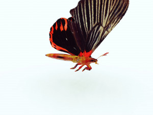 BUTTERFLY ANIMATED 3D MODEL 3D Model