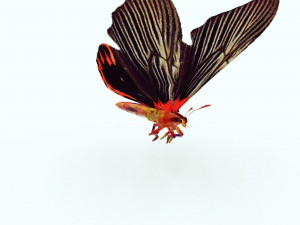 BUTTERFLY ANIMATED 3D MODEL 3D Model