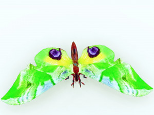 BUTTERFLY 3D MODEL FLYING 3D-Modell