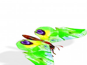 BUTTERFLY 3D MODEL FLYING 3D-Modell