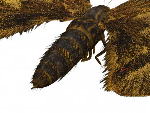 BUTTERFLY 3D game ready 3D Model