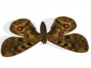 BUTTERFLY 3D game ready 3D Модель