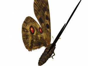 BUTTERFLY 3D game ready 3D Модель