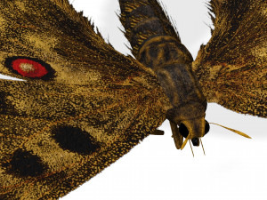 BUTTERFLY 3D game ready 3D Модель