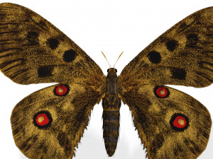 BUTTERFLY 3D game ready 3D Модель