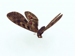 BUTTERFLY 3D game ready 3D Модель