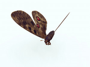 BUTTERFLY 3D game ready 3D Модель