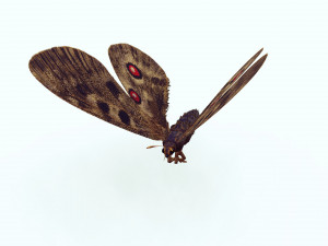 BUTTERFLY 3D game ready 3D Модель