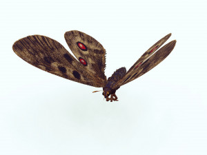 BUTTERFLY 3D game ready 3D Модель