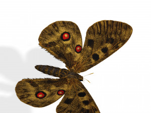 BUTTERFLY 3D game ready 3D Модель