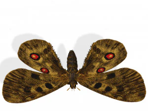 BUTTERFLY 3D game ready 3D Model