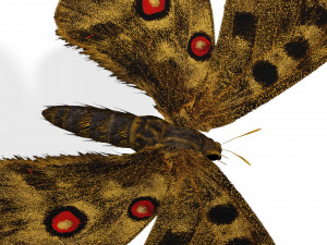 BUTTERFLY 3D game ready 3D Модель