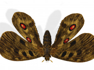 BUTTERFLY 3D game ready 3D Модель
