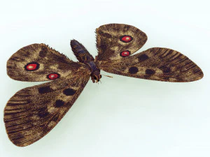 BUTTERFLY 3D game ready 3D Model