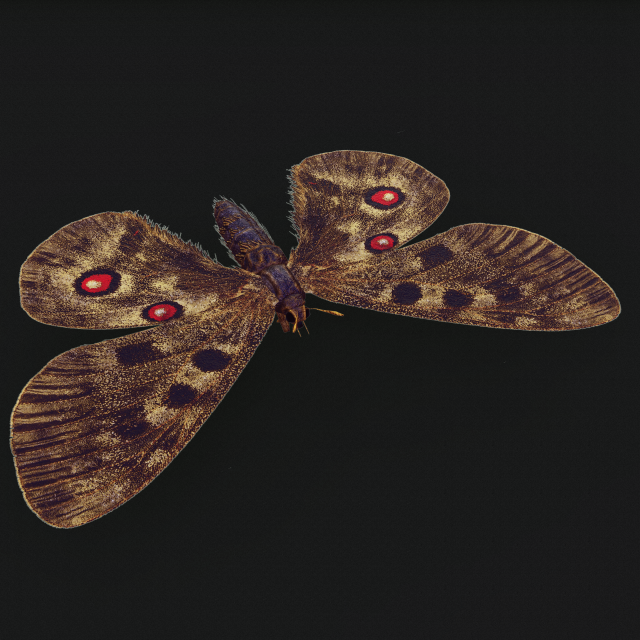Animé Papillon monarque Modèle 3D - Télécharger Animaux on