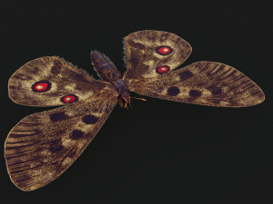BUTTERFLY 3D game ready 3D Модель