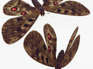 BUTTERFLY 3D game ready 3D Model