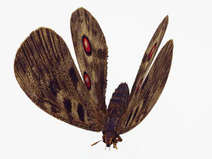 BUTTERFLY 3D game ready 3D Model