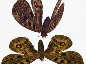 BUTTERFLY 3D game ready 3D Модель