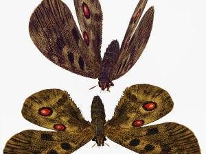 BUTTERFLY 3D game ready 3D Model