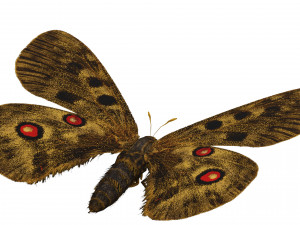 BUTTERFLY 3D game ready 3D Модель