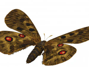 BUTTERFLY 3D game ready 3D Model