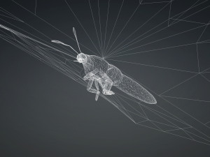BUTTERFLY 3D game ready 3D Модель