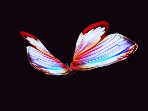 BUTTERFLY 3D cult 3D Модель