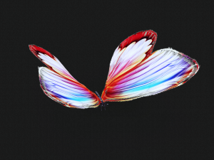 BUTTERFLY 3D cult 3D Модель