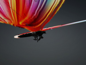 BUTTERFLY 3D cult 3D Модель
