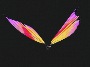 BUTTERFLY 3D cm 3Dモデル