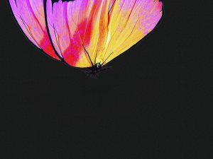 BUTTERFLY 3D cm 3D 模型