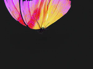 BUTTERFLY 3D cm 3D Model
