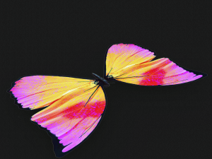 BUTTERFLY 3D cm 3D 模型