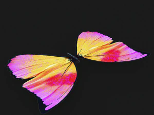 BUTTERFLY 3D cm 3D Model