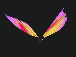 BUTTERFLY 3D cm 3D Model