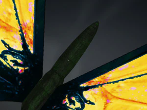 BUTTERFLY 3D cm 3D Model