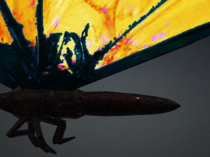 BUTTERFLY 3D cm 3D 模型