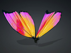 BUTTERFLY 3D cm 3D 模型