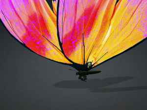 BUTTERFLY 3D cm 3D Model