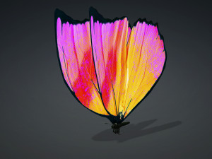 BUTTERFLY 3D cm 3D 模型