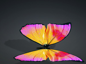 BUTTERFLY 3D cm 3D 模型