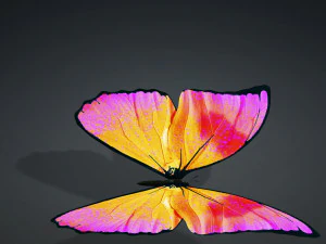 BUTTERFLY 3D cm 3D Model