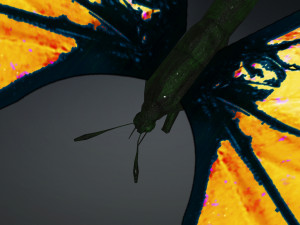 BUTTERFLY 3D cm 3D 模型