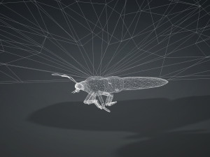 BUTTERFLY 3D cm 3D 模型