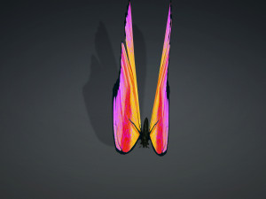 BUTTERFLY 3D cm 3D 模型
