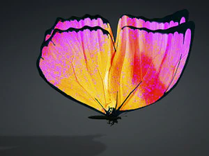 BUTTERFLY 3D cm 3D Model