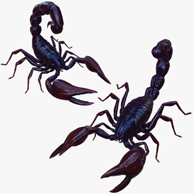 Scorpion Black Emperor SCORPION ARACHNID MONSTER ARACHNID 3D Model .c4d .max .obj .3ds .fbx .stl .blend 
