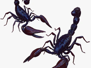 Scorpion Black Emperor SCORPION ARACHNID MONSTER ARACHNID 3D Model