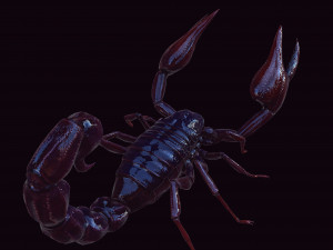 Scorpion Black Emperor SCORPION ARACHNID MONSTER ARACHNID 3D Model